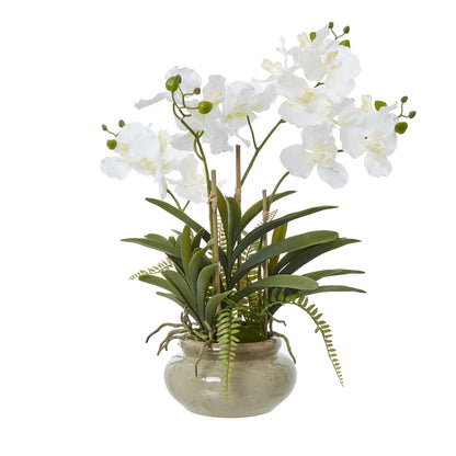 White Vanda Orchid Plant In Ceramic Pot - PLAINLY DOES IT