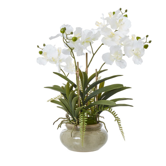 White Vanda Orchid Plant In Ceramic Pot - PLAINLY DOES IT