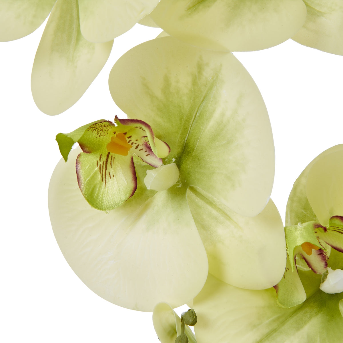 Large Green Orchid In Ceramic Pot - PLAINLY DOES IT