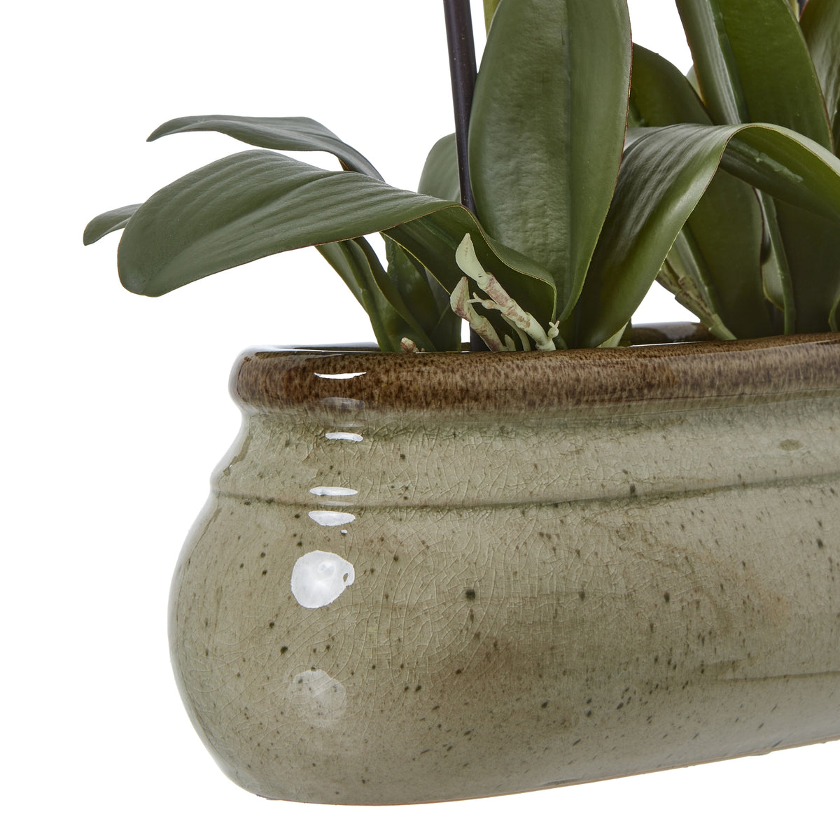 Large Green Orchid In Ceramic Pot - PLAINLY DOES IT