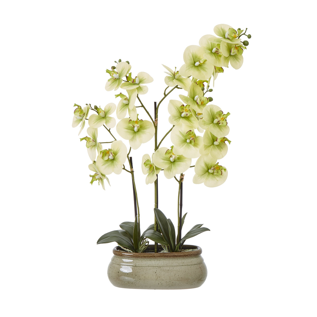 Large Green Orchid In Ceramic Pot - PLAINLY DOES IT
