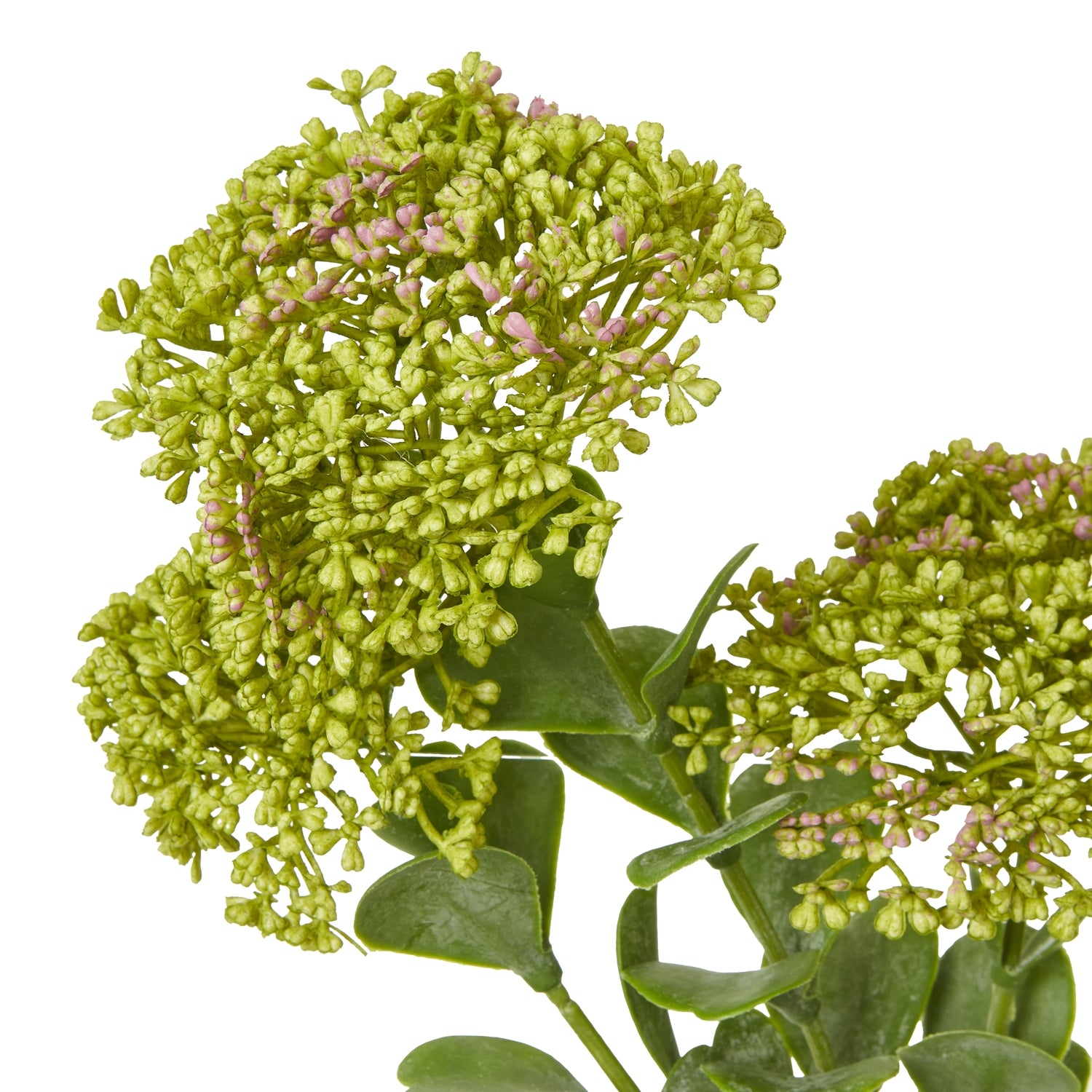 Close-up of green artificial succulent plant on a white background