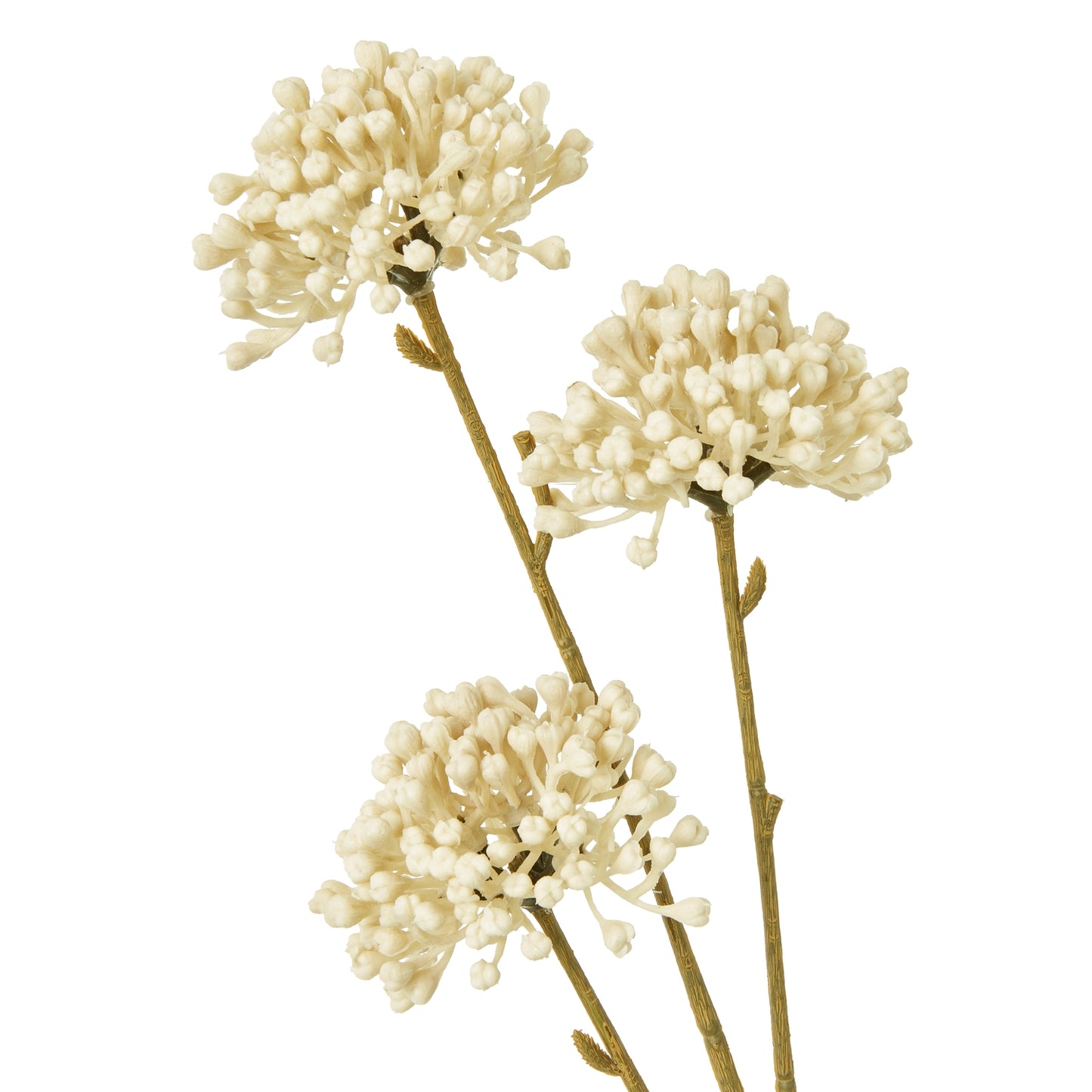 Three branches of cream-colored flowers on a white background