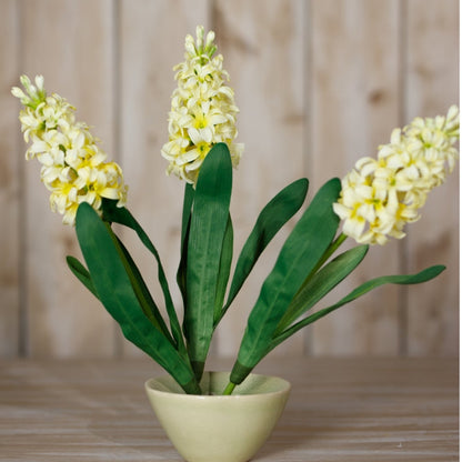 Yellow Hyacinth Stem