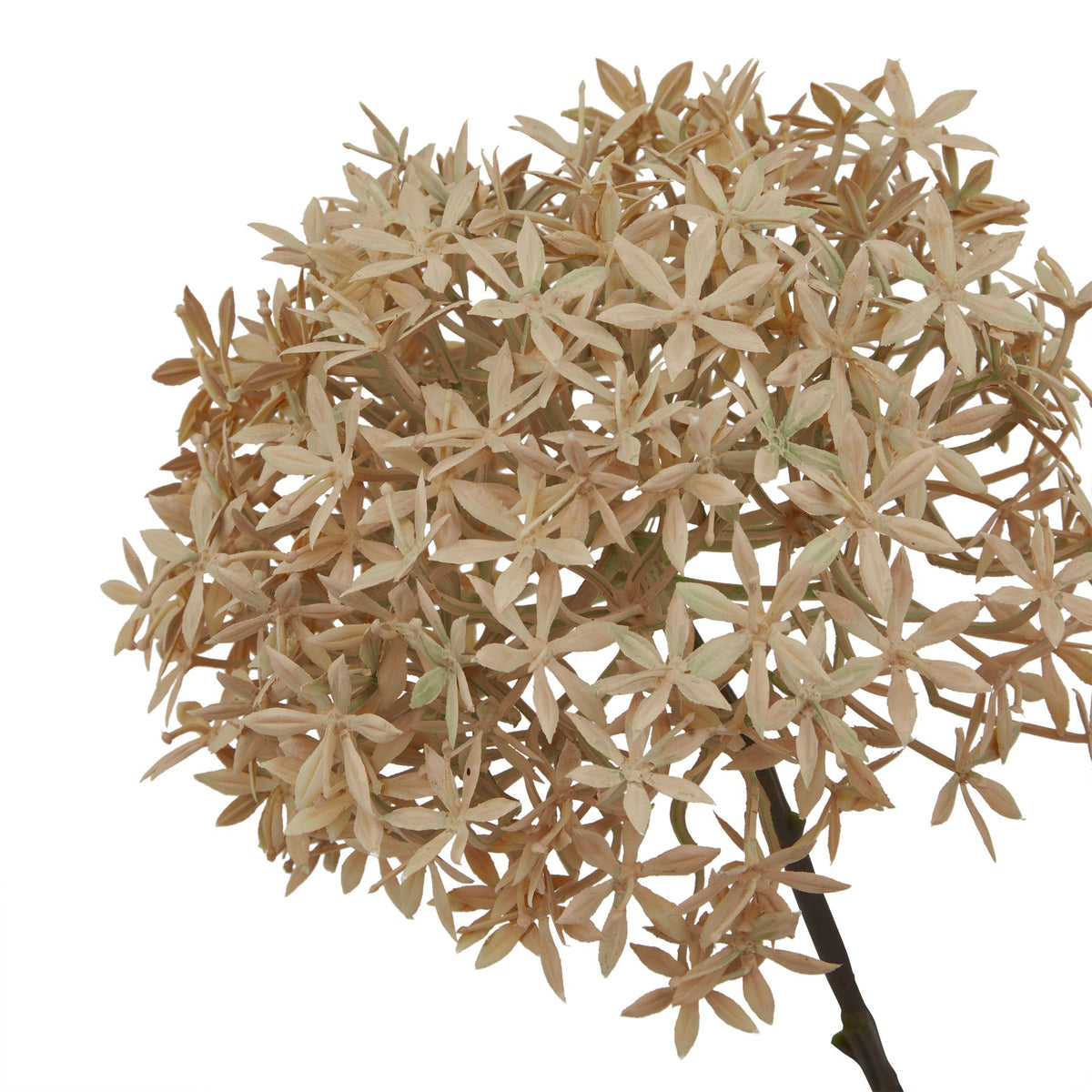 Coffee Allium - PLAINLY DOES IT
