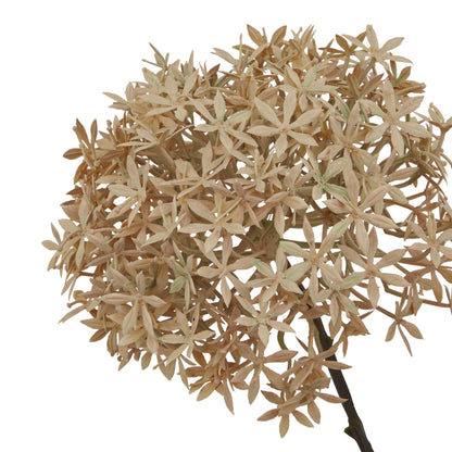 Coffee Allium - PLAINLY DOES IT
