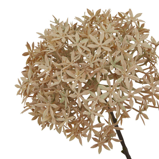 Coffee Allium - PLAINLY DOES IT