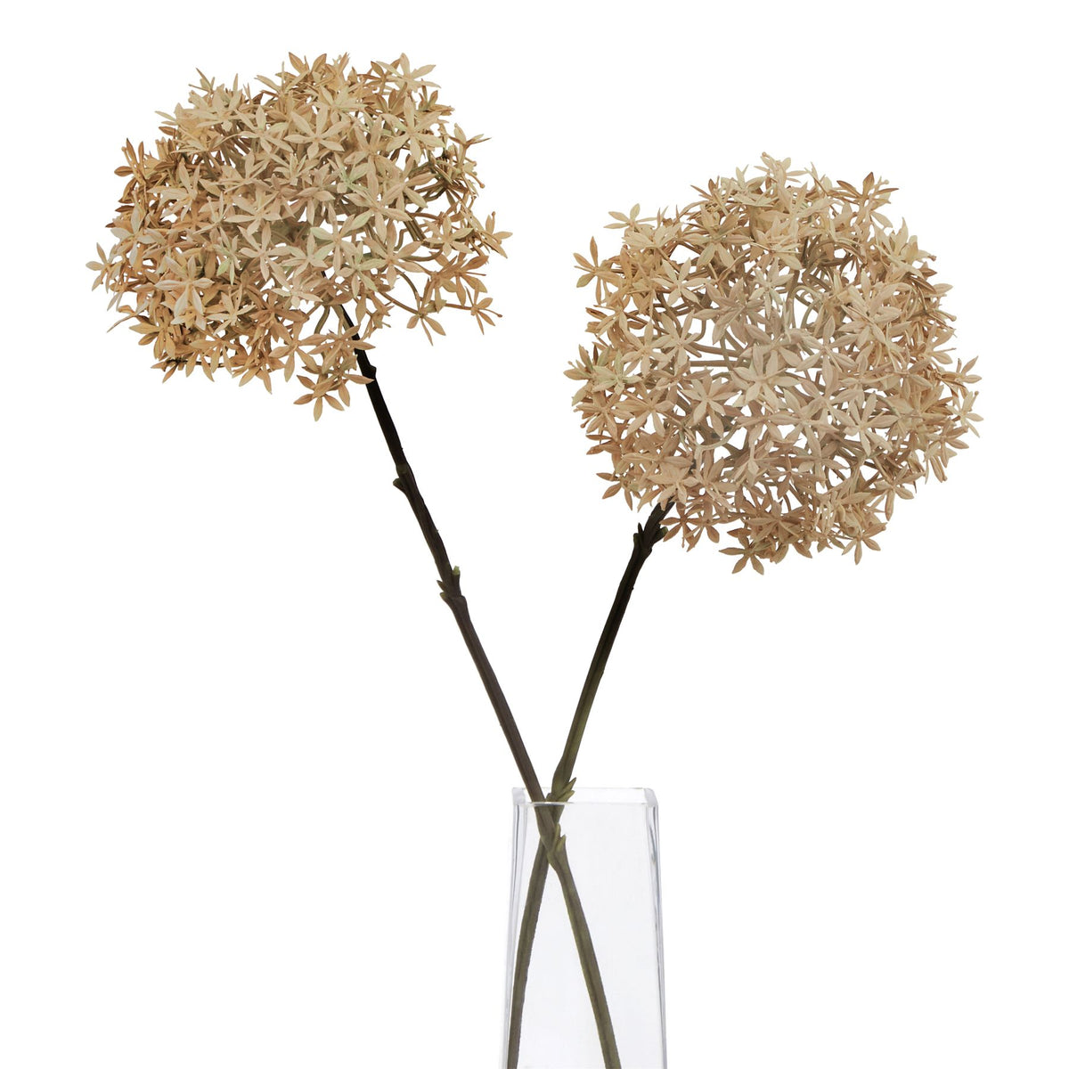 Coffee Allium - PLAINLY DOES IT