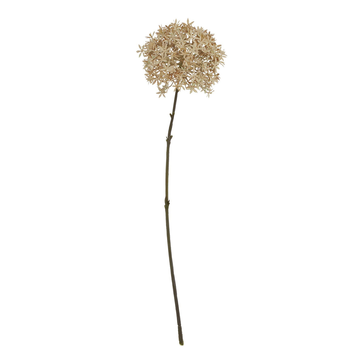 Coffee Allium - PLAINLY DOES IT