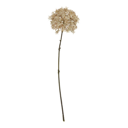 Coffee Allium - PLAINLY DOES IT