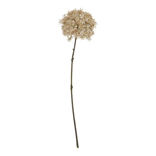 Coffee Allium - PLAINLY DOES IT