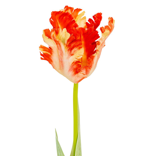 Flame Orange Parrot Tulip