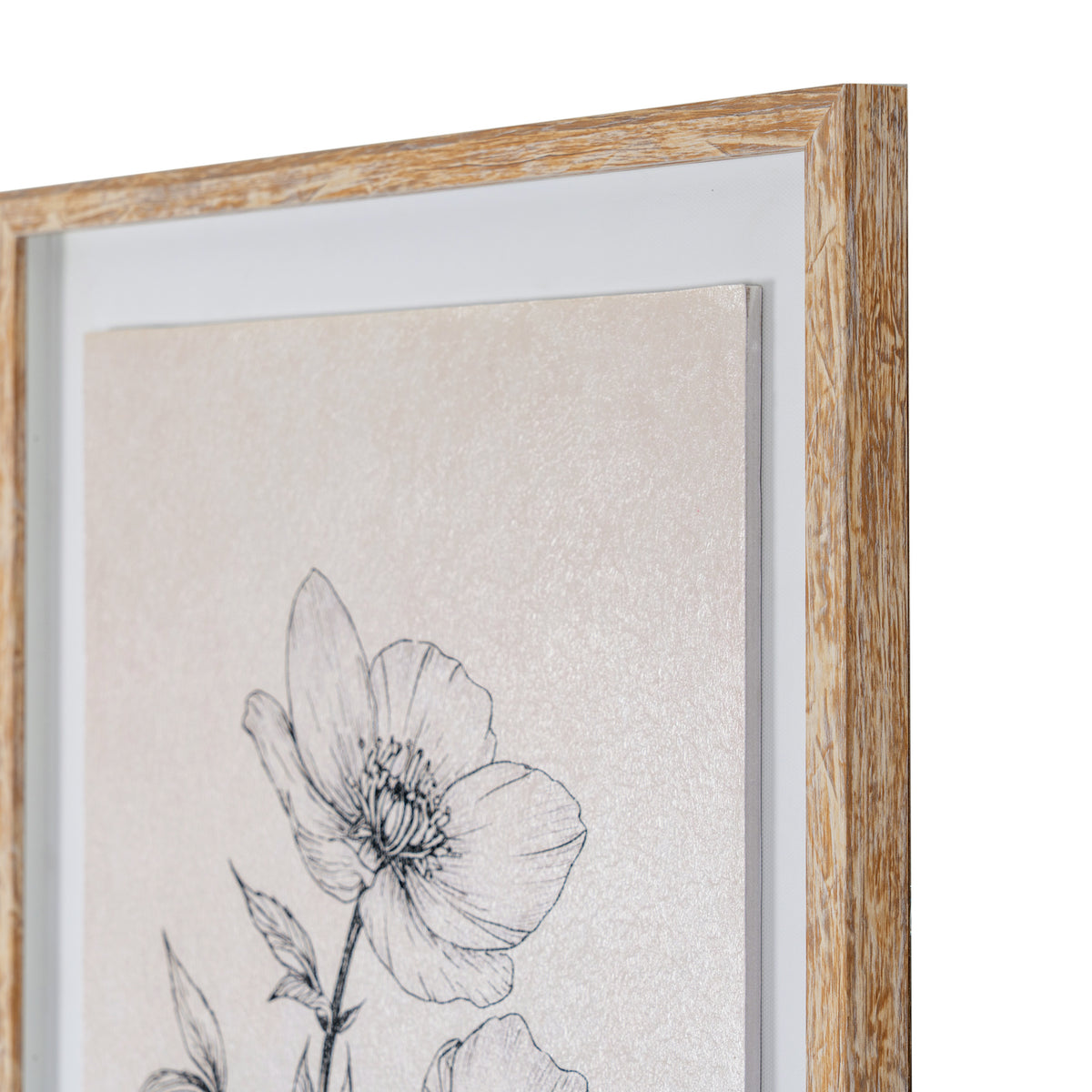 Sketchbook Hellebore in Frame